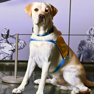 Fundraising Page: MELISSA Chaump